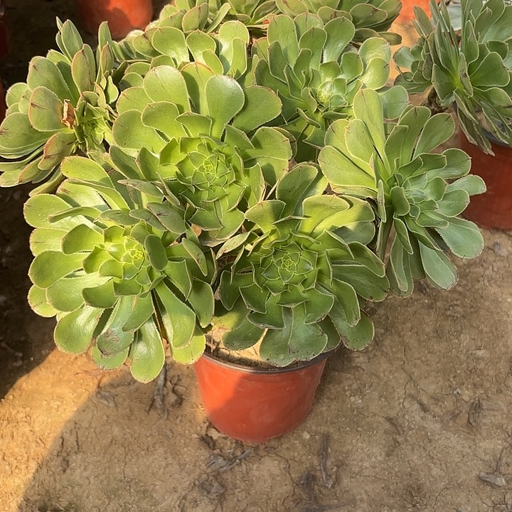 多肉植物法师原始绿14