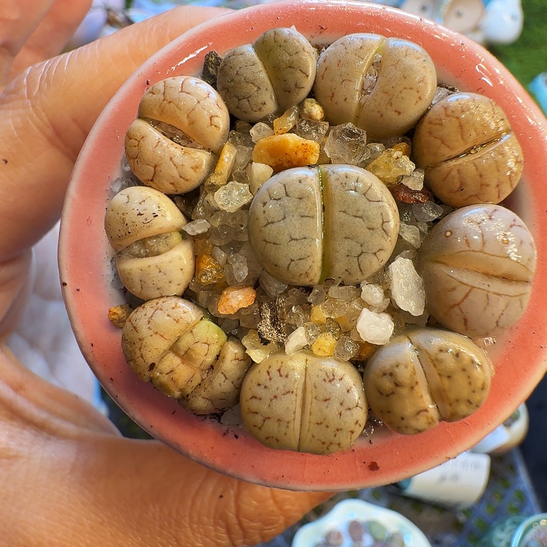 多肉植物福利冲1377