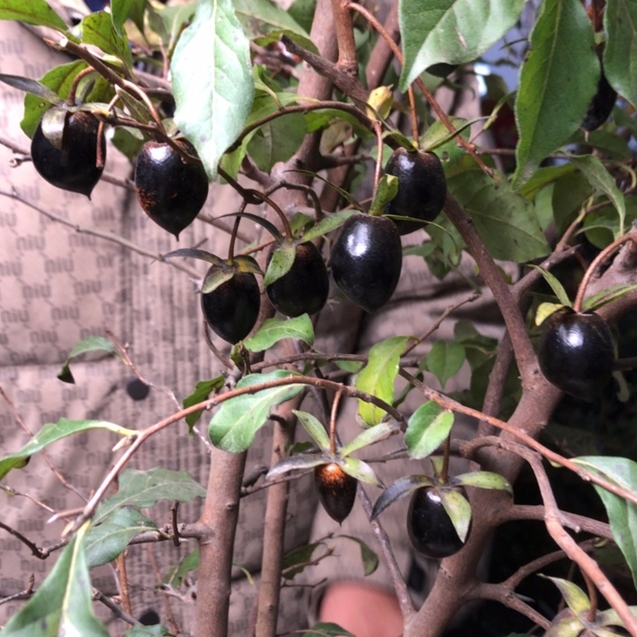 无花朵老鸭黑果黑果