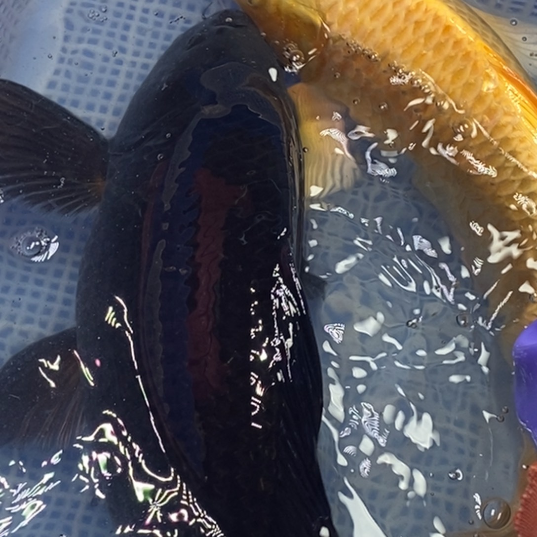 锦鲤冷水锦鲤包邮