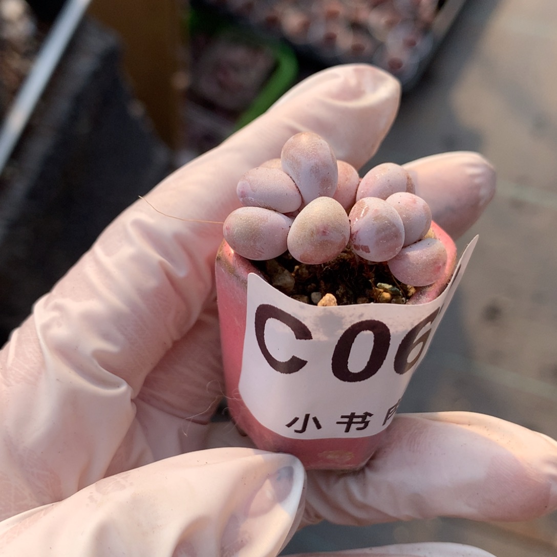 黄金鸡蛋大叶奶 带盆发货