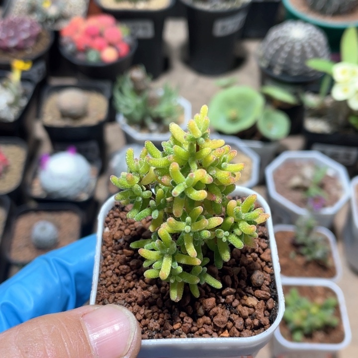 888糖球锦枝干植物