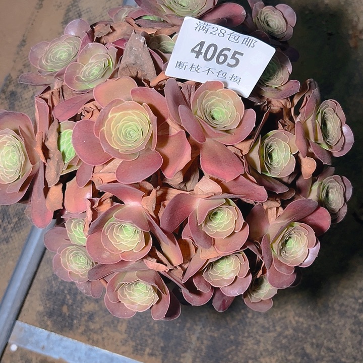 一***阳4065魅金玫瑰多肉植物