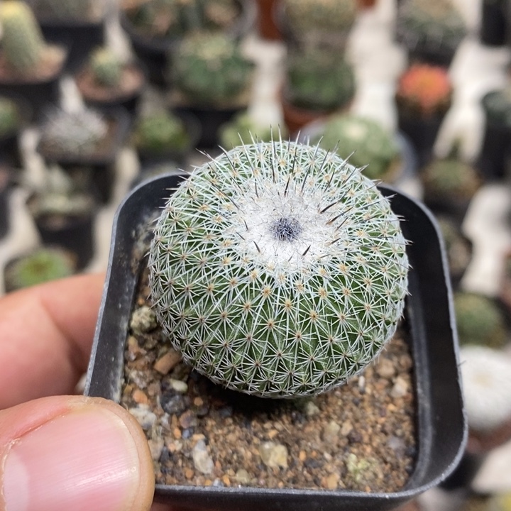 乌月丸特价福利包邮