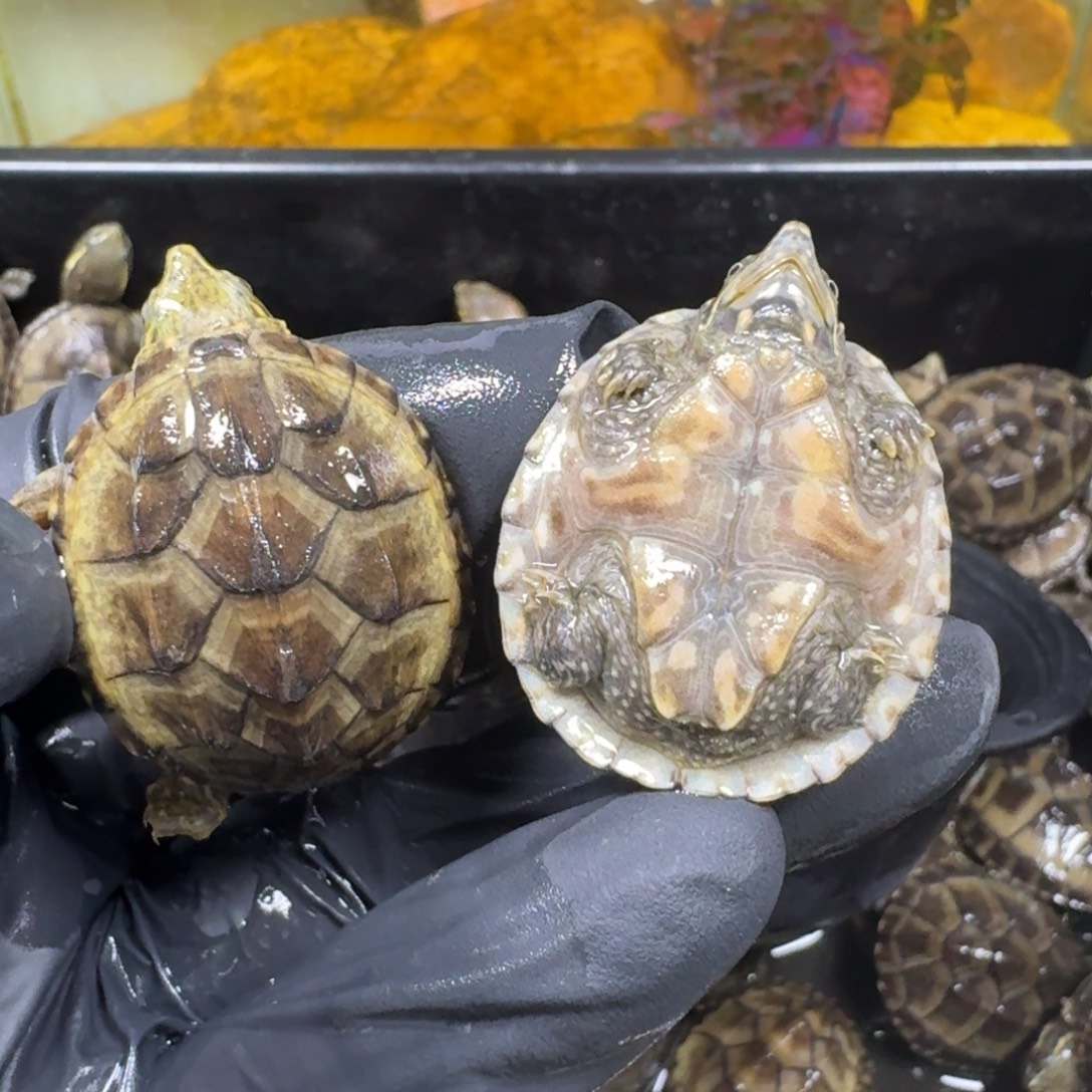 蛋龟不分公母麝香