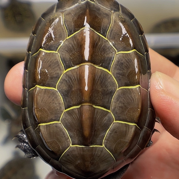 中华草龟不分公母