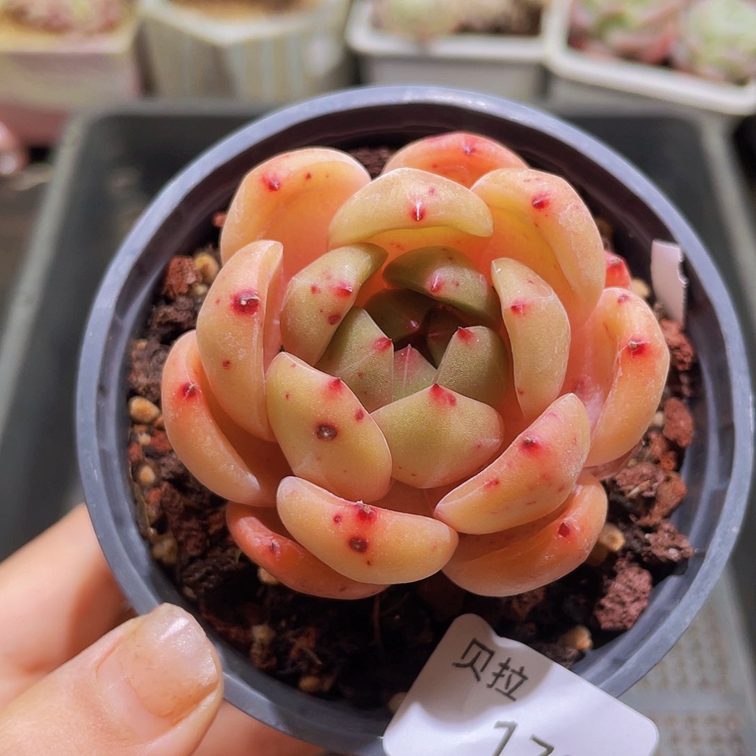 @*远178 精品多肉一物一拍