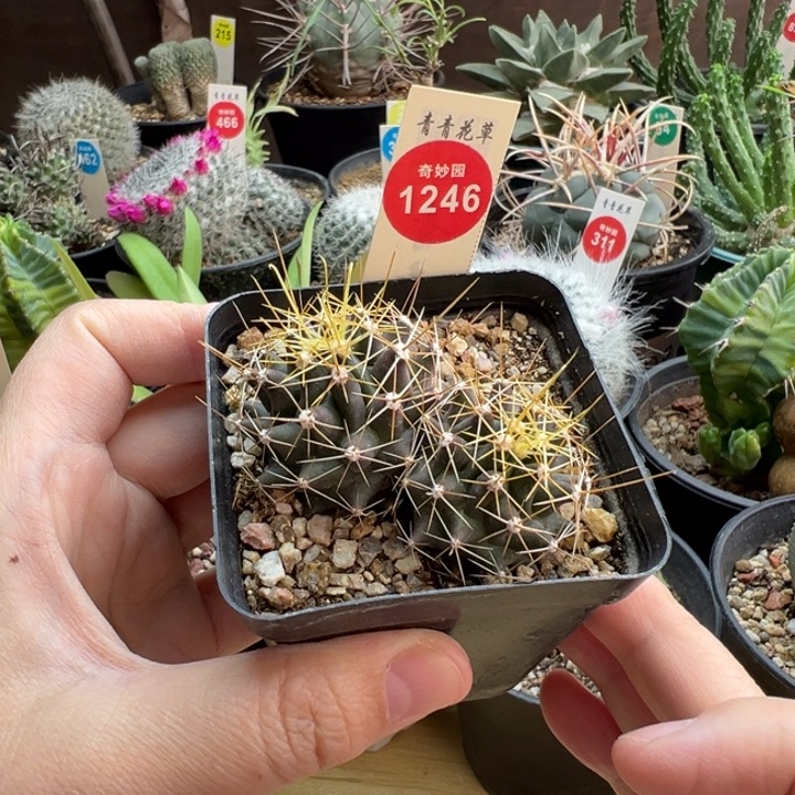 实生双头金勾刺球