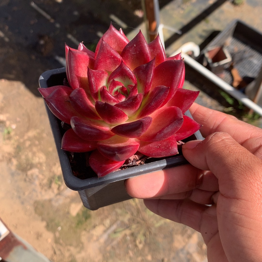 琪****那时候是在医院做护理工作