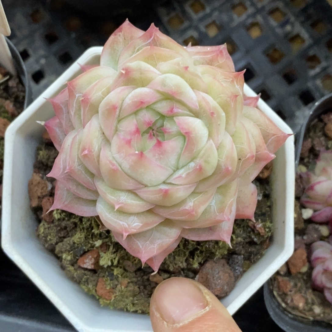 精品多肉一物一拍不包整208