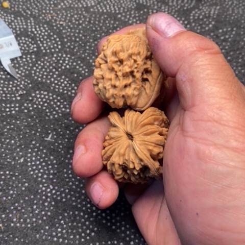 文玩核桃把件西楼3.3