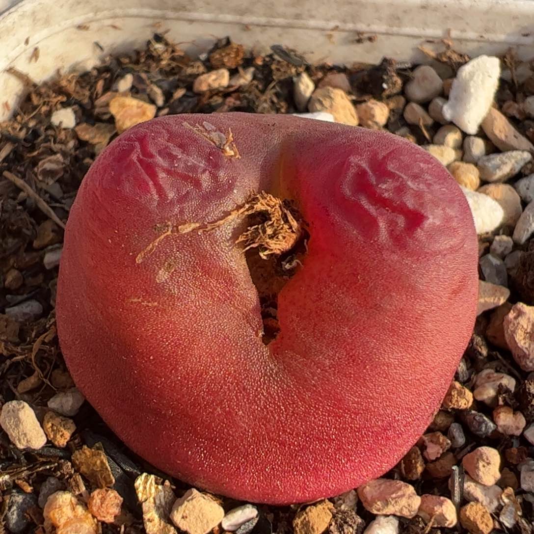 进口水蜜桃多肉植物