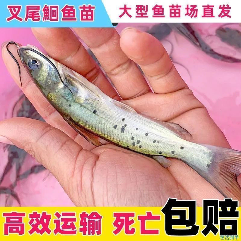 斑点叉尾鮰鱼苗淡水活体宠物鱼养殖’江丰一号‘鱼苗好养