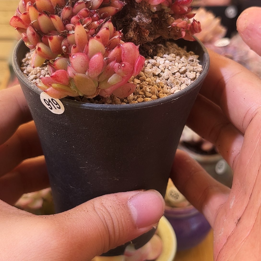 艾克魂缀一物一拍001