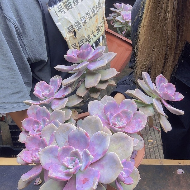 一物一拍三年紫乐