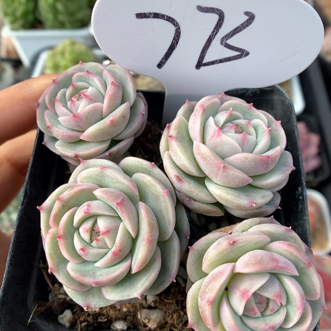 白芷珍妮群生可拍773号。