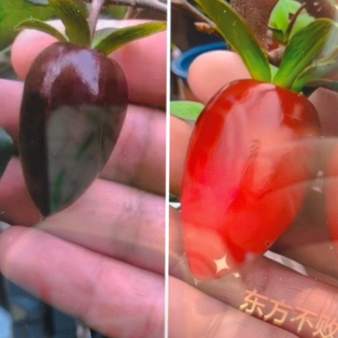 无花朵扦插218加紫宴