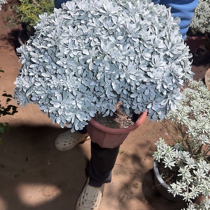 会***果无花朵哈哈哈哈哈