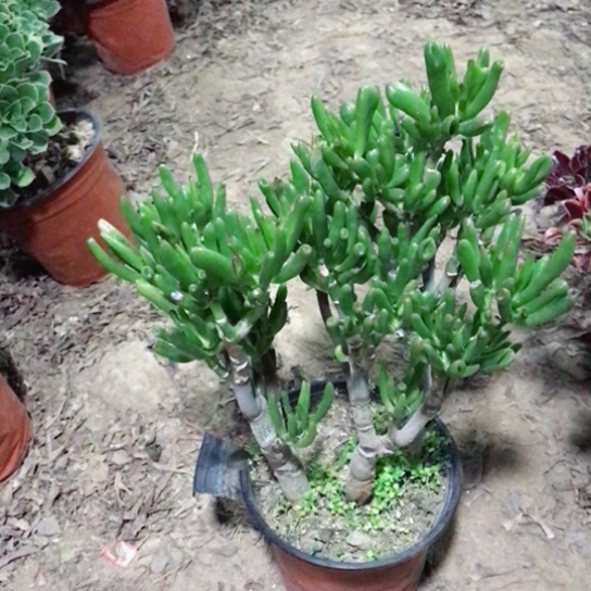 吸财树多肉植物多肉