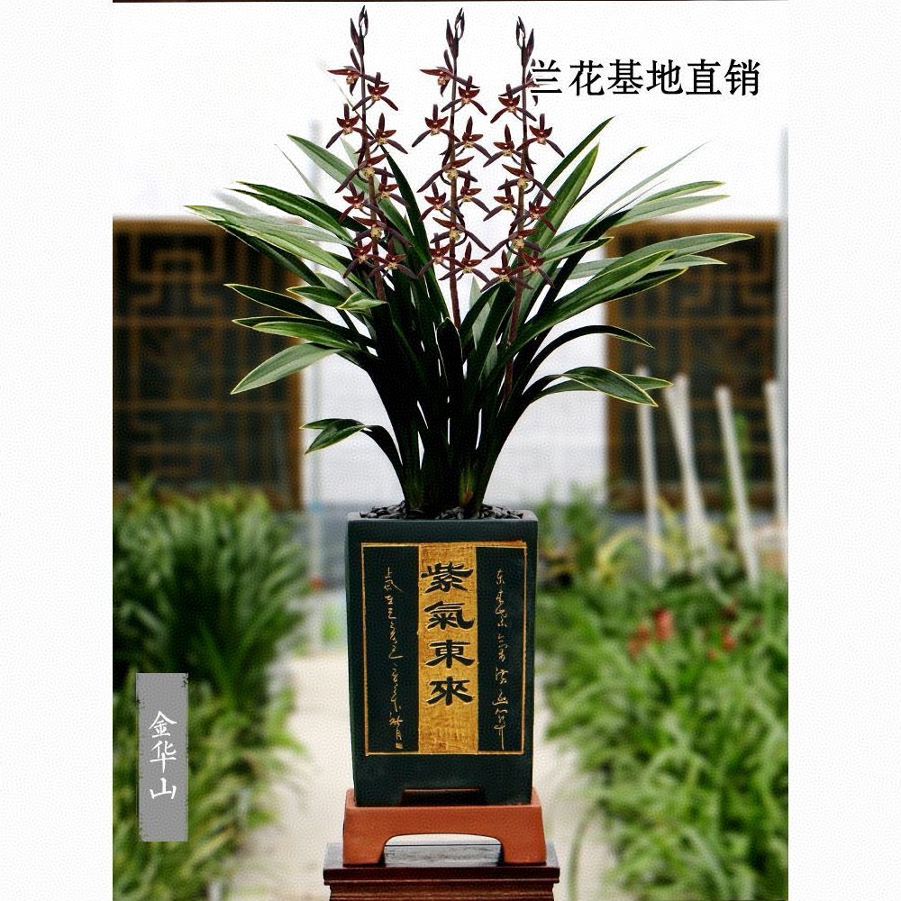 金华山金边3-5花起墨兰正品兰花浓香型花卉复色花一杆多花