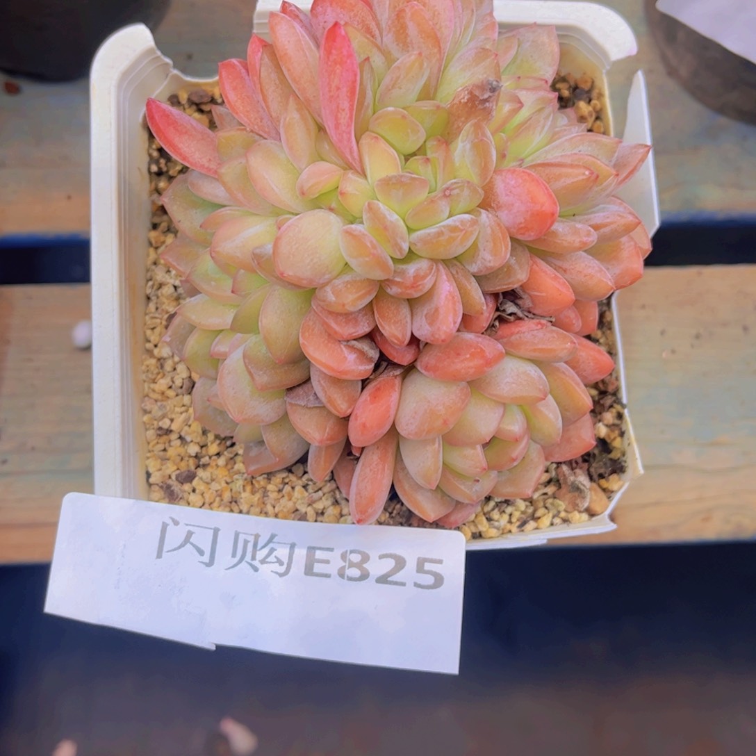 一物一拍Ｅ８25一颗