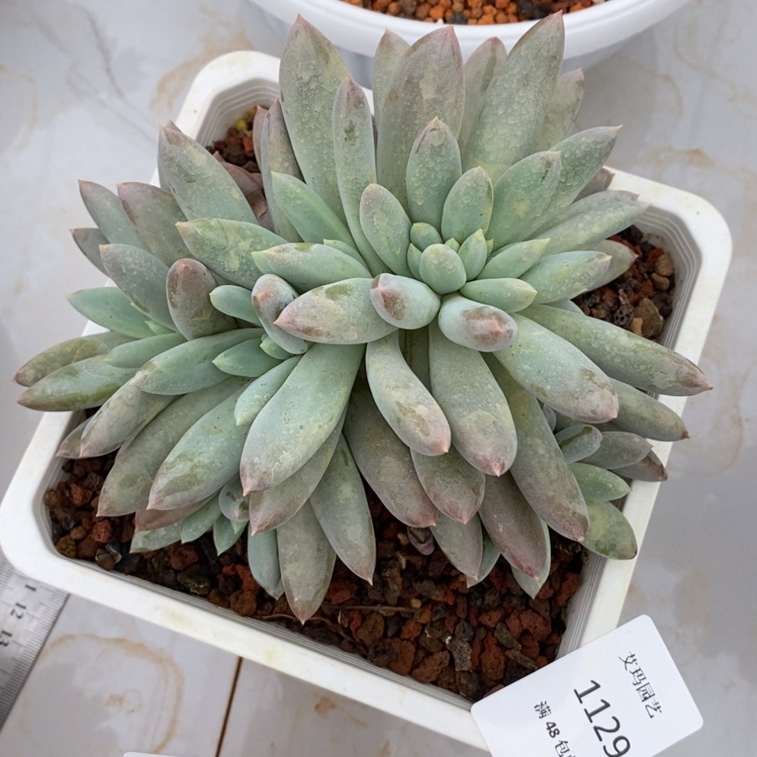 哥特多缀化多肉1129