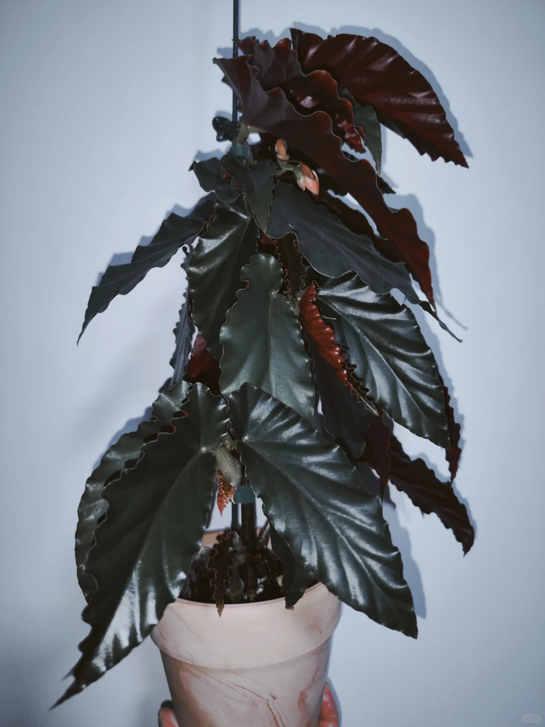 乌木秋海棠，室内观叶植物秋海棠盆栽好养