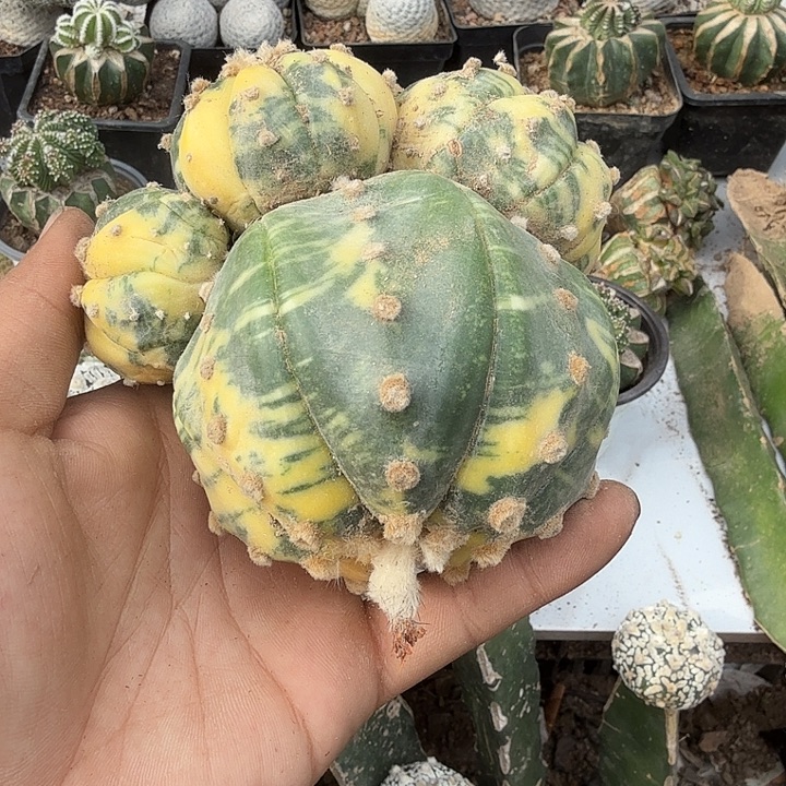 兜锦群头仙人球开花