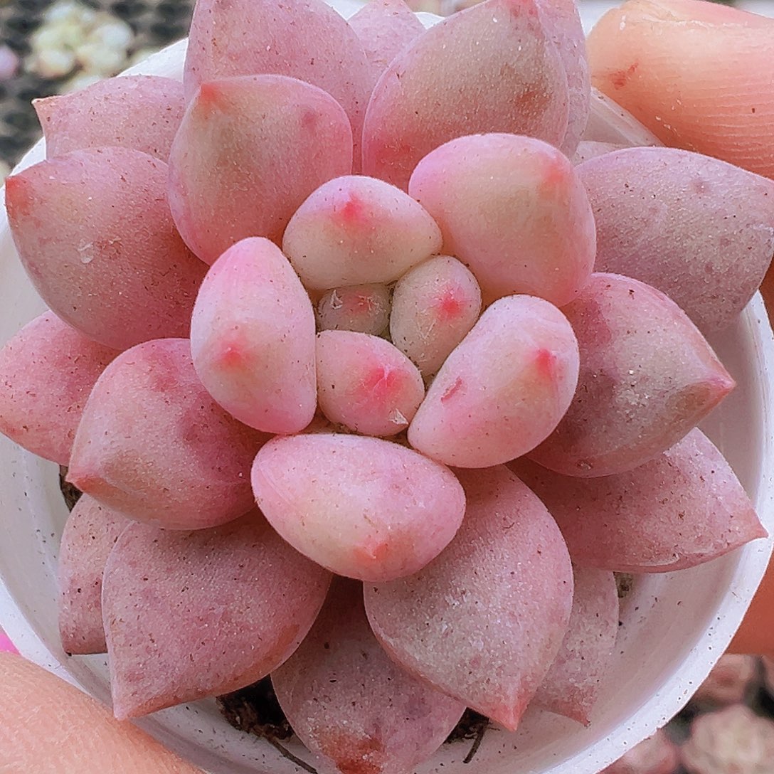 半夏19包邮多肉植物