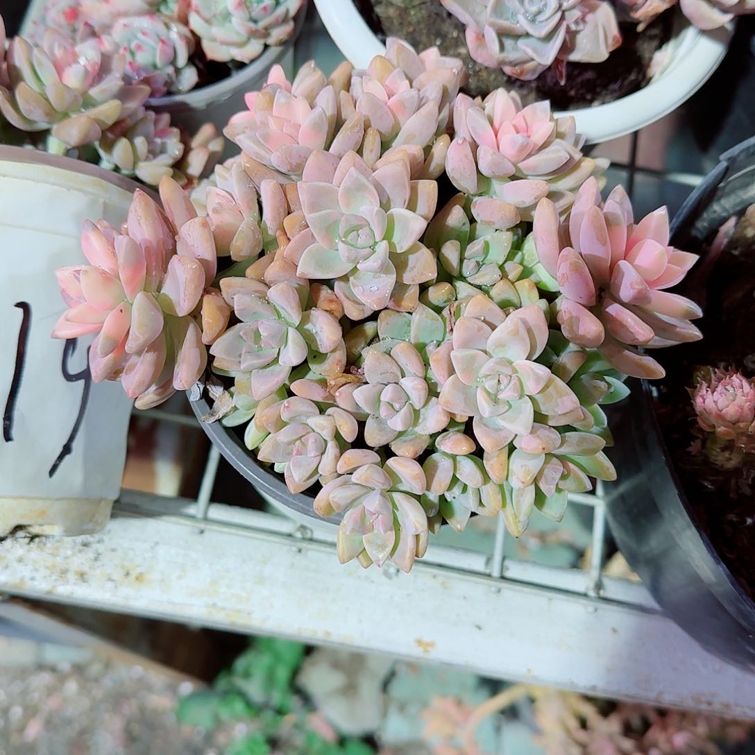 淡雪多肉植物精品系