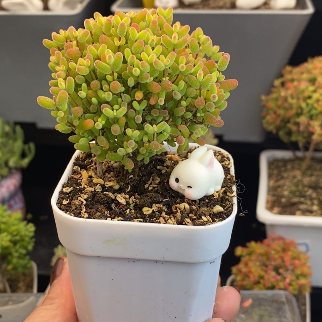 完全开放10号蜜橘糖球（6.5cm）