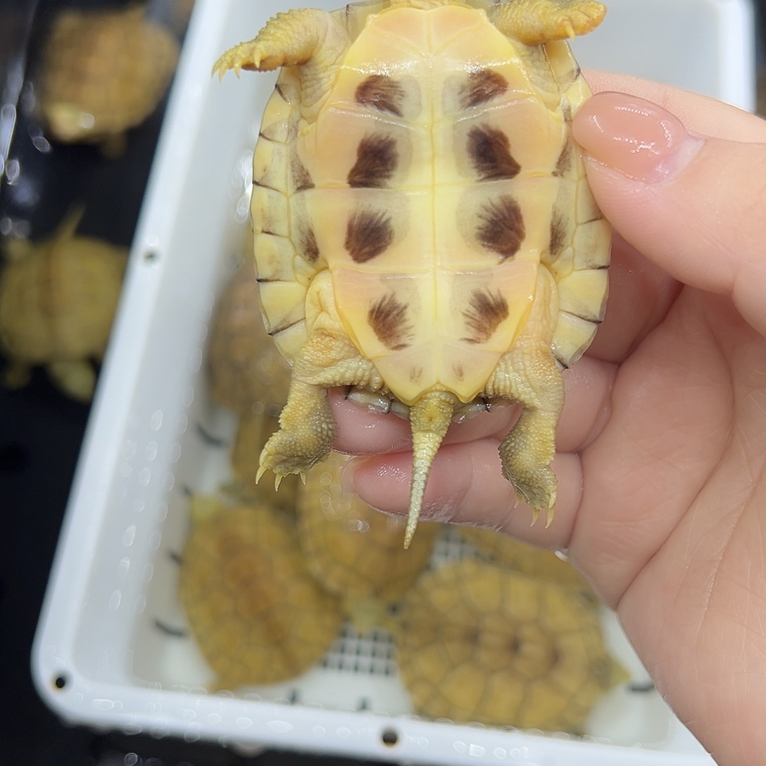 O***g宠物龟不分公母小青