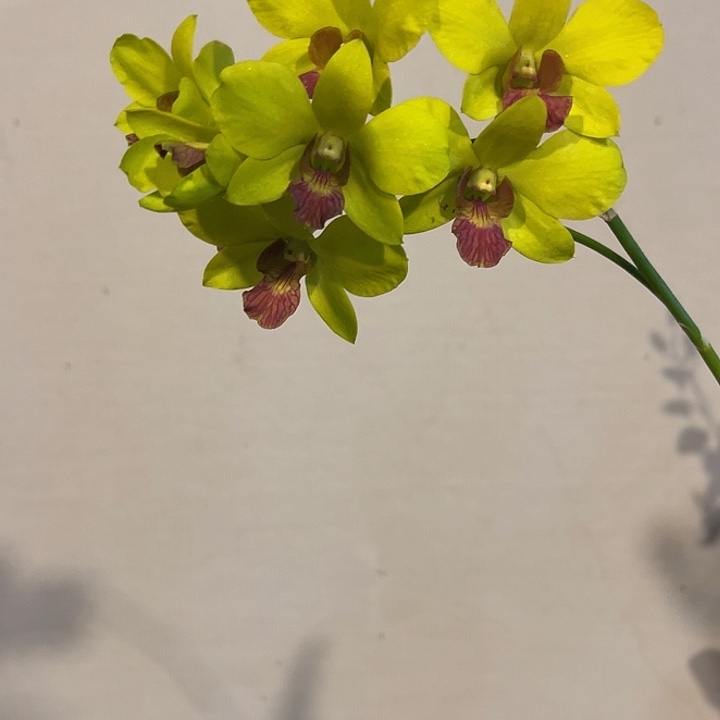 当前无花朵，栽培后可花朵796中奖