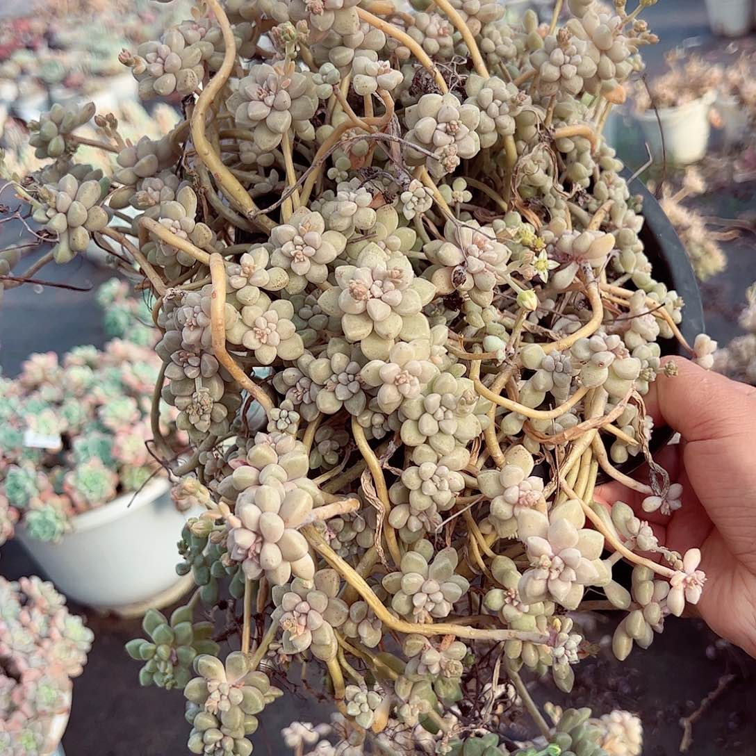 丸叶姬秋丽超级大盆多肉