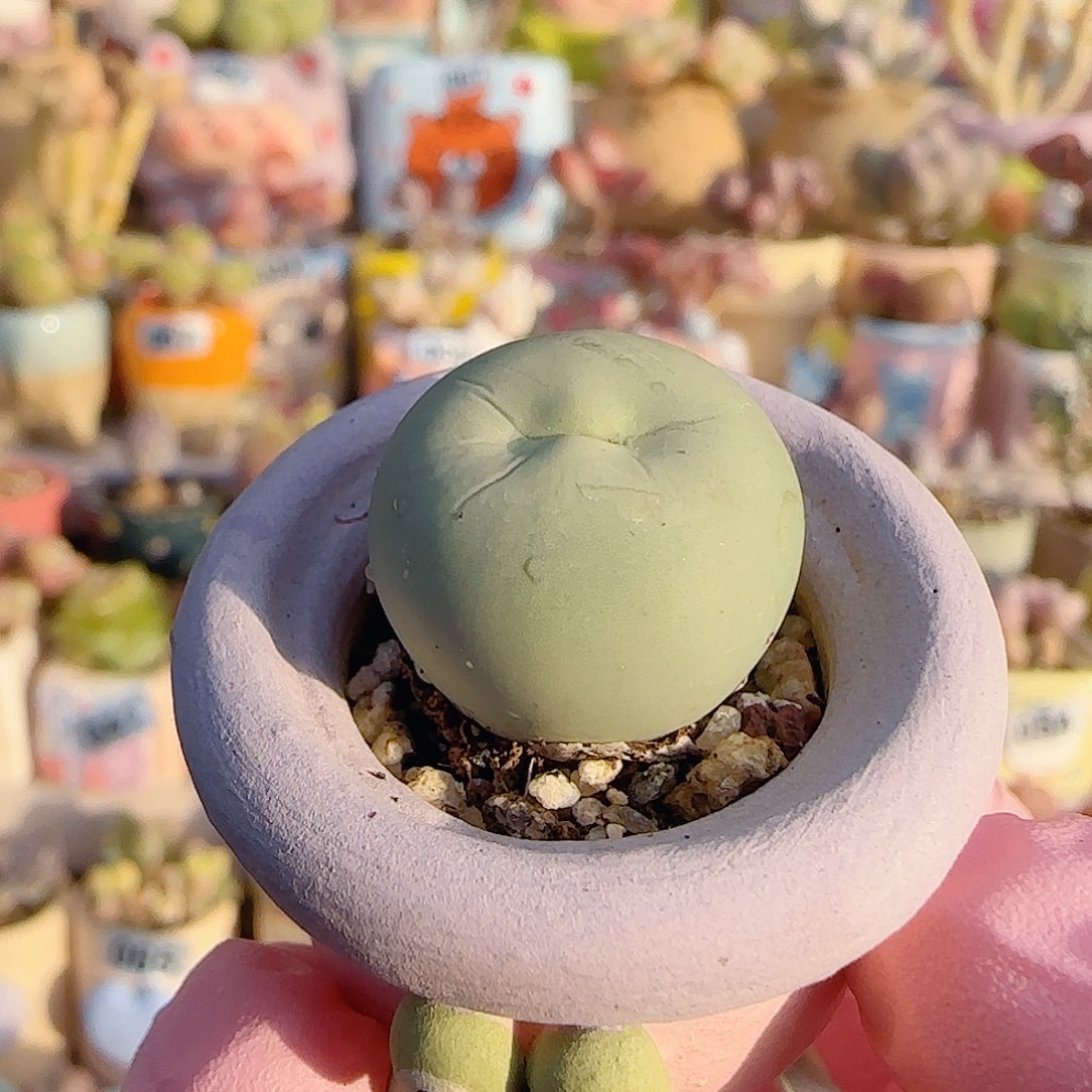 可爱鸽子蛋 盆口2.5cm