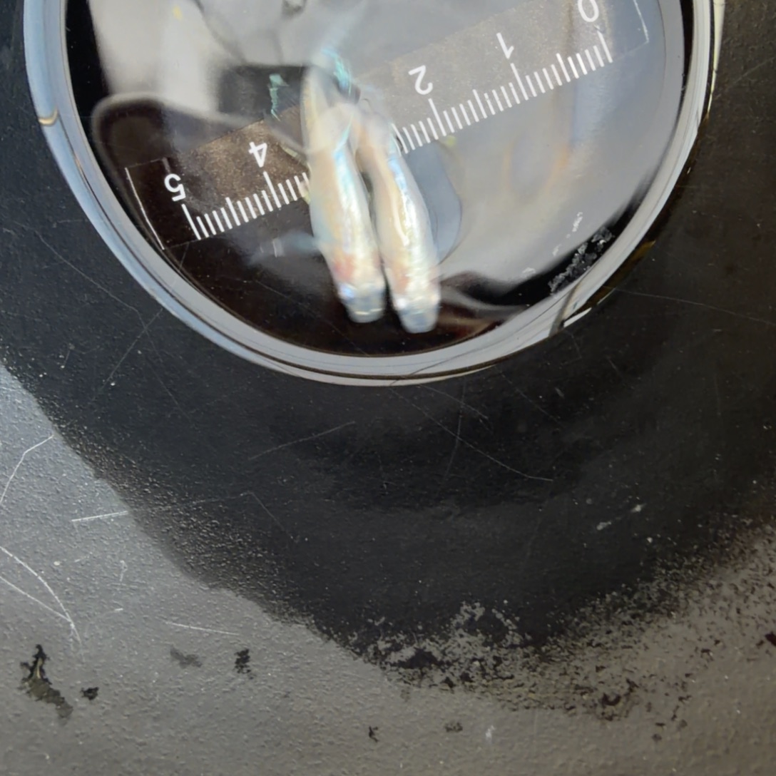 青鳉鱼观背青鳉03