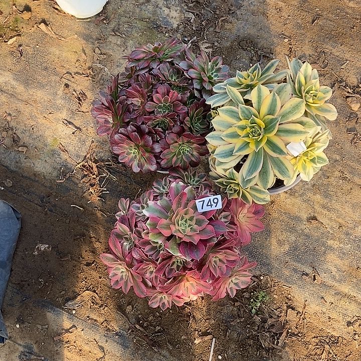 语***妈三科多肉特价749多肉不包断