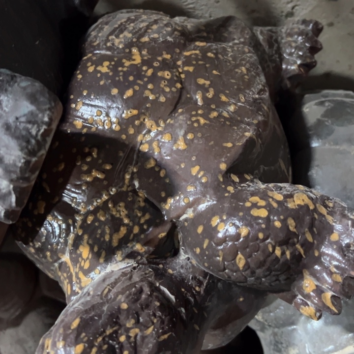 红陶瑕疵g h j b v