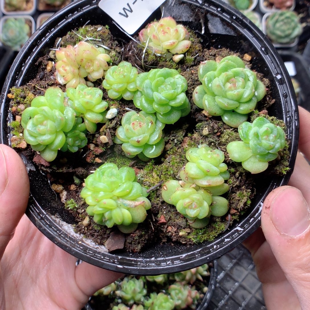 无花朵W28天英语英语英语英语英语
