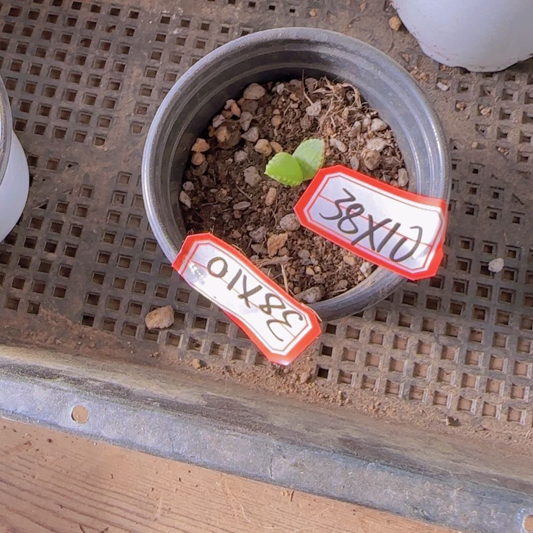 块根植物块根植物