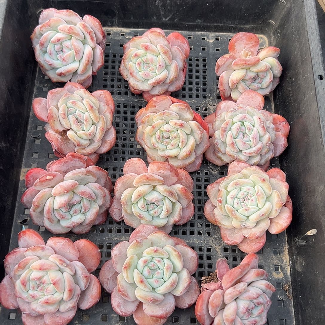 2713，12个单头星影粗腿不圆特价