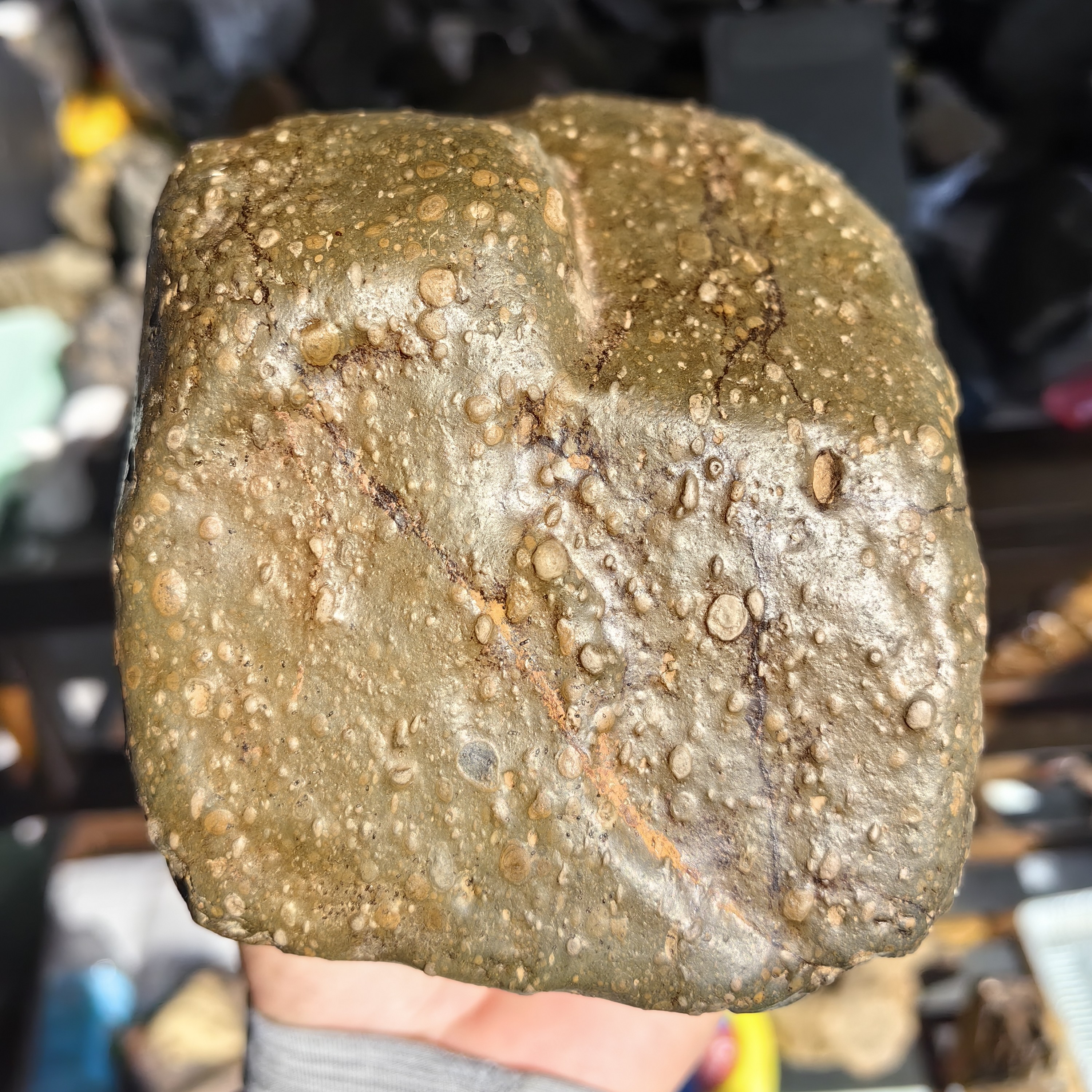 大汶河cv3型极品