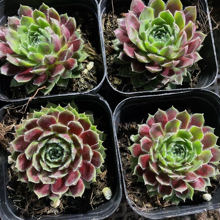 紫牡丹2.6带盆土