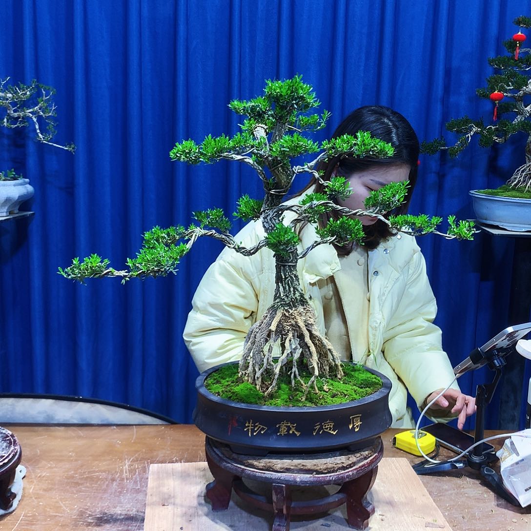 黄杨盆景一物一拍（*）