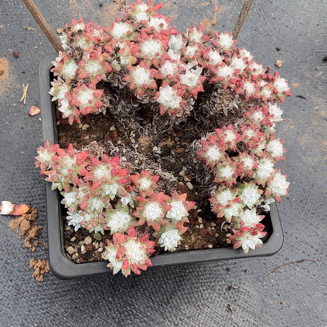 小鹿多肉一物一拍