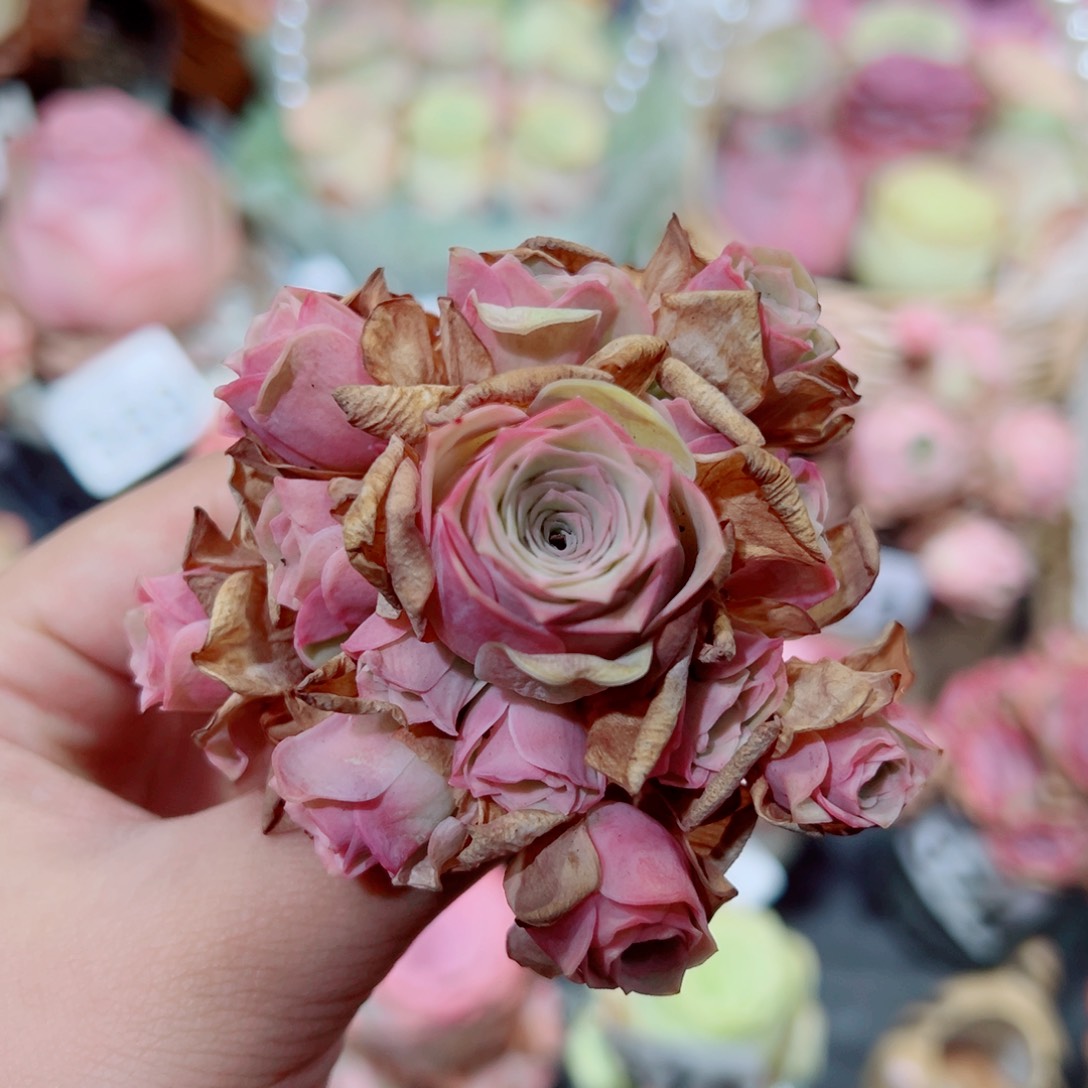 368草莓慕斯手捧花。        