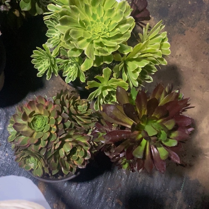 714 法师3颗无售后