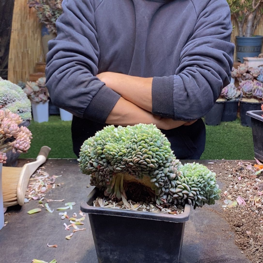 百*果75号白胖子缀多肉