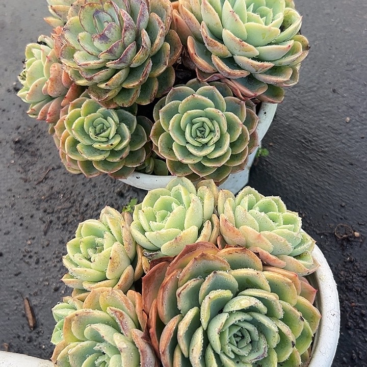 哈密瓜2盆友冻伤。           