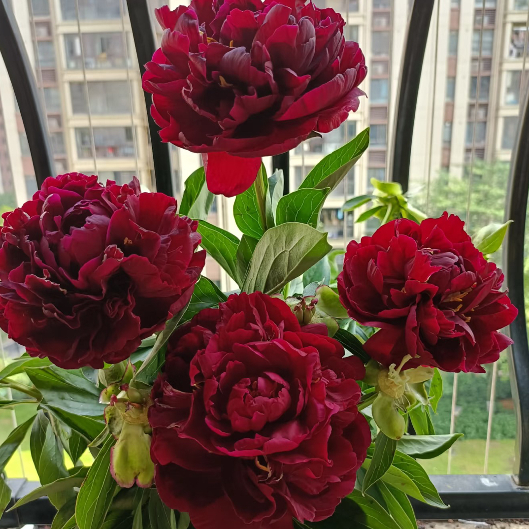 老忠诚芍药 酒红色重瓣